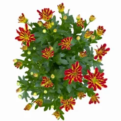 Chrysanthemen 'Rainbow Circus' Rot-gelb Gestreift Topf-Ø 14 Cm, 4er-Set -Elho || LECHUZA Verkäufe 0690150169 Chrysanthemum indicum T14 Rainbow Circus orange gelb 4er Set 4 114116