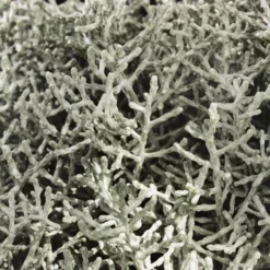 Calocephalus, Silber-grau, Topf-Ø 10,5 Cm, 8er-Set