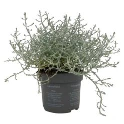 Calocephalus, Silber-grau, Topf-Ø 10,5 Cm, 8er-Set -Elho || LECHUZA Verkäufe 0690170048 Calocephalus brownii T10 5 Silberdraht 8er Set WS 2 95841