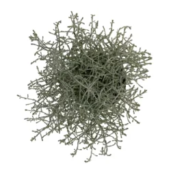 Calocephalus, Silber-grau, Topf-Ø 10,5 Cm, 8er-Set -Elho || LECHUZA Verkäufe 0690170048 Calocephalus brownii T10 5 Silberdraht 8er Set WS 3 95842