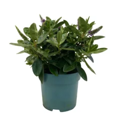 Hebe Lila, Topf-Ø 15 Cm, 3er-Set -Elho || LECHUZA Verkäufe 0690190065 Koelle Hebe T15 3er Set Lilatoene WS 1 95843