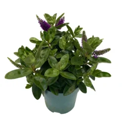 Hebe Lila, Topf-Ø 15 Cm, 3er-Set -Elho || LECHUZA Verkäufe 0690190065 Koelle Hebe T15 3er Set Lilatoene WS 3 95844