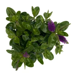 Hebe Lila, Topf-Ø 15 Cm, 3er-Set -Elho || LECHUZA Verkäufe 0690190065 Koelle Hebe T15 3er Set Lilatoene WS 5 95845