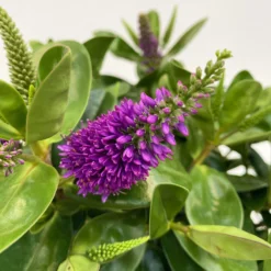 Hebe Lila, Topf-Ø 15 Cm, 3er-Set