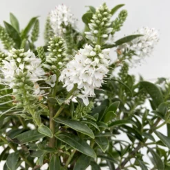 Hebe 'All Blooms®', Farbe Zufällig, Topf-Ø 17 Cm -Elho || LECHUZA Verkäufe 0690190098 Koelle Hebe All Blooms T12 weiss 6er Set 4 112400