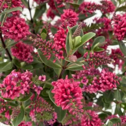 Hebe 'All Blooms®', Farbe Zufällig, Topf-Ø 17 Cm -Elho || LECHUZA Verkäufe 0690190101 Koelle Hebe All Blooms T17 rot 3 112383