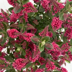 Hebe 'All Blooms®', Farbe Zufällig, Topf-Ø 17 Cm -Elho || LECHUZA Verkäufe 0690190101 Koelle Hebe All Blooms T17 rot 7 112385