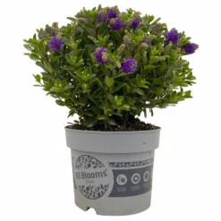 Hebe 'All Blooms®' Blau, Topf-Ø 17 Cm