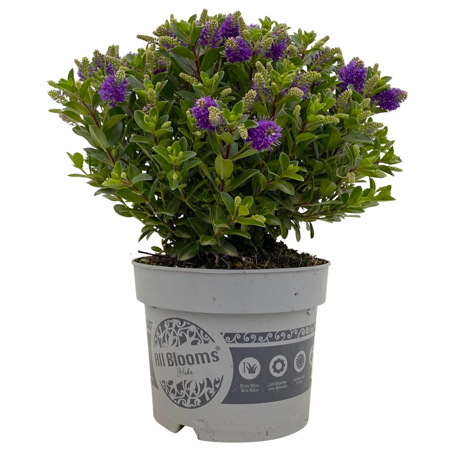 Hebe 'All Blooms®' Blau, Topf-Ø 17 Cm 1 Hebe 'All Blooms®' Blau, Topf-Ø 17 Cm