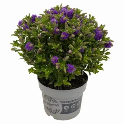 Hebe 'All Blooms®' Blau, Topf-Ø 17 Cm 13 Hebe 'All Blooms®' Blau, Topf-Ø 17 Cm -Elho || LECHUZA Verkäufe 0690190103 Hebe All Blooms T17 blau 3 114192