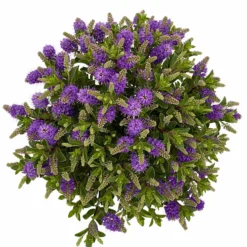Hebe 'All Blooms®' Blau, Topf-Ø 17 Cm 14 Hebe 'All Blooms®' Blau, Topf-Ø 17 Cm -Elho || LECHUZA Verkäufe 0690190103 Hebe All Blooms T17 blau 6 114193