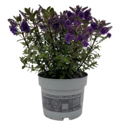 Hebe 'All Blooms®' Blau, Topf-Ø 17 Cm 16 Hebe 'All Blooms®' Blau, Topf-Ø 17 Cm -Elho || LECHUZA Verkäufe 0690190103 Koelle Hebe All Blooms T17 blau 1 112511