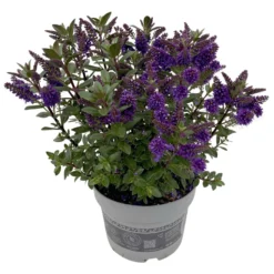 Hebe 'All Blooms®' Blau, Topf-Ø 17 Cm 17 Hebe 'All Blooms®' Blau, Topf-Ø 17 Cm -Elho || LECHUZA Verkäufe 0690190103 Koelle Hebe All Blooms T17 blau 2 112512