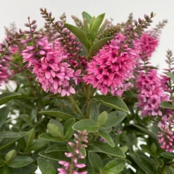 Hebe 'All Blooms®', Farbe Zufällig, Topf-Ø 17 Cm -Elho || LECHUZA Verkäufe 0690190104 Koelle Hebe All Blooms T17 rosa 5 112389