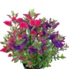 Hebe All Blooms® 'Twin' Blau Und Rot, Topf-Ø 12 Cm, 3er-Set