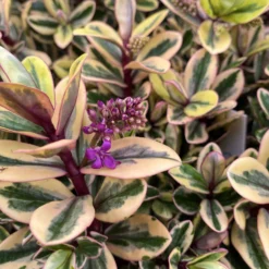 Hebe Buntlaubig, Topf-Ø 15 Cm, 3er-Set 11 Hebe Buntlaubig, Topf-Ø 15 Cm, 3er-Set -Elho || LECHUZA Verkäufe 0690190129 Koelle Hebe Tricolor T15 buntlaubig 3er Set WS 10 95909