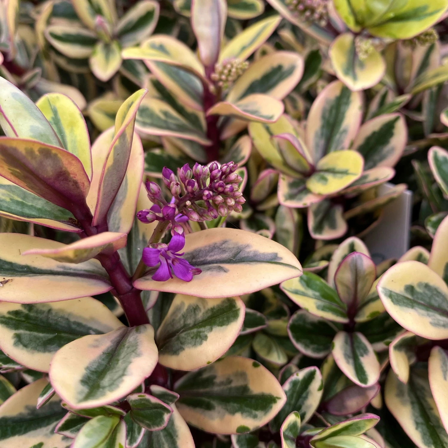 Hebe Buntlaubig, Topf-Ø 15 Cm, 3er-Set 4 Hebe Buntlaubig, Topf-Ø 15 Cm, 3er-Set – Bild 4