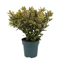 Hebe Buntlaubig, Topf-Ø 15 Cm, 3er-Set 13 Hebe Buntlaubig, Topf-Ø 15 Cm, 3er-Set -Elho || LECHUZA Verkäufe 0690190129 Koelle Hebe Tricolor T15 buntlaubig 3er Set WS 1 95991