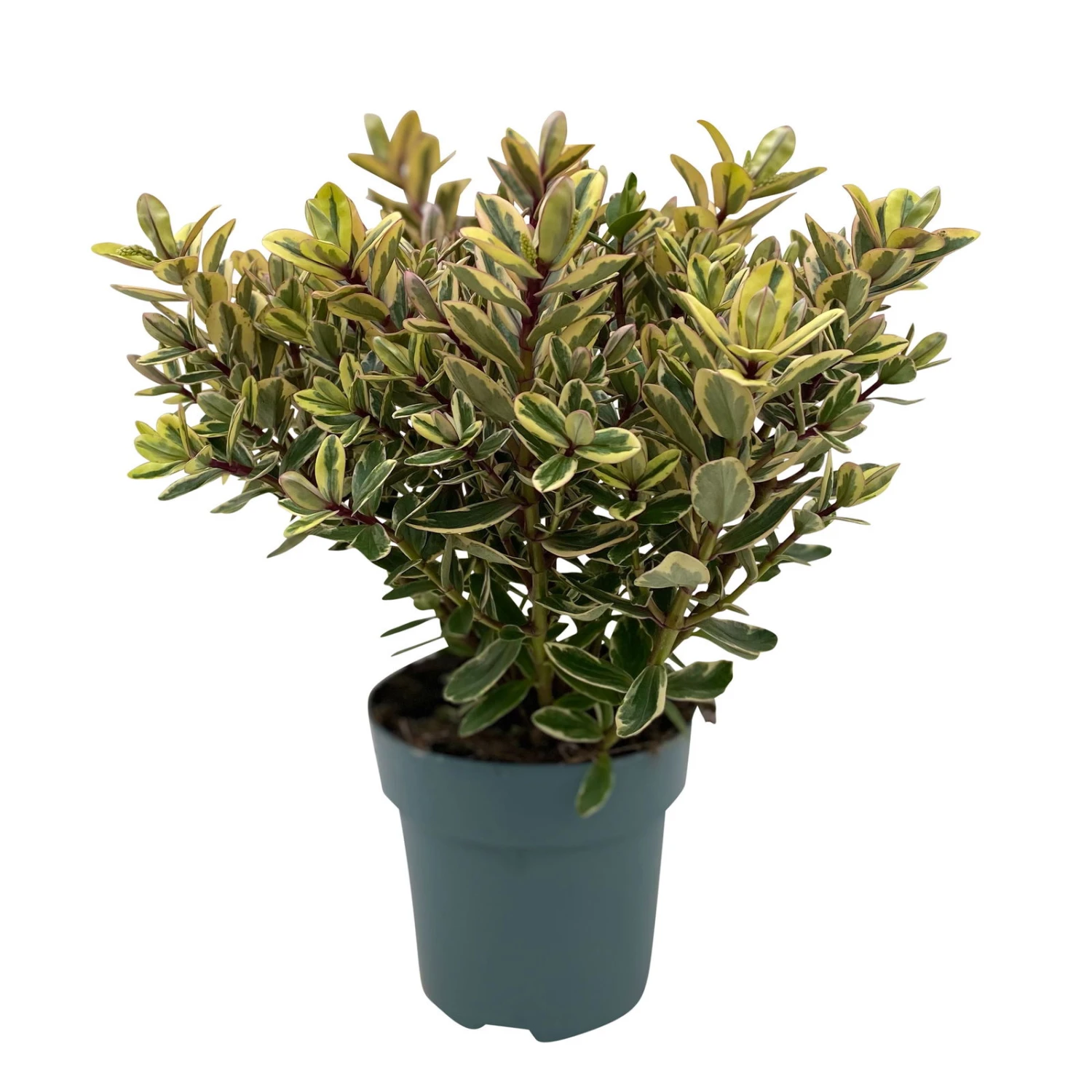 Hebe Buntlaubig, Topf-Ø 15 Cm, 3er-Set 5 Hebe Buntlaubig, Topf-Ø 15 Cm, 3er-Set – Bild 5