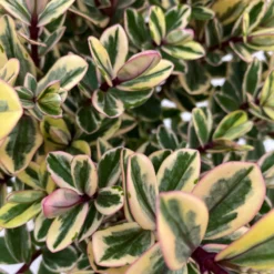 Hebe Buntlaubig, Topf-Ø 15 Cm, 3er-Set 10 Hebe Buntlaubig, Topf-Ø 15 Cm, 3er-Set -Elho || LECHUZA Verkäufe 0690190129 Koelle Hebe Tricolor T15 buntlaubig 3er Set WS 3 95908