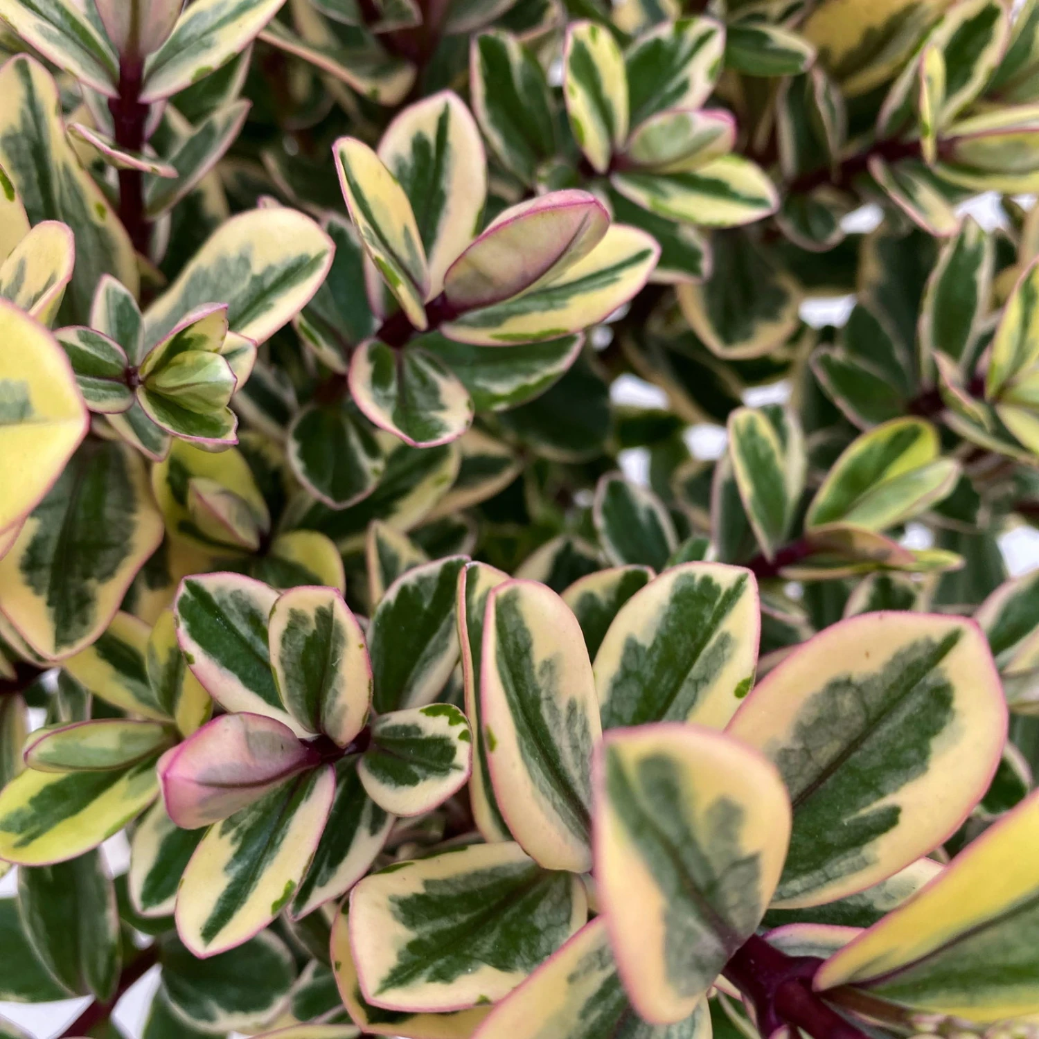 Hebe Buntlaubig, Topf-Ø 15 Cm, 3er-Set 3 Hebe Buntlaubig, Topf-Ø 15 Cm, 3er-Set – Bild 3