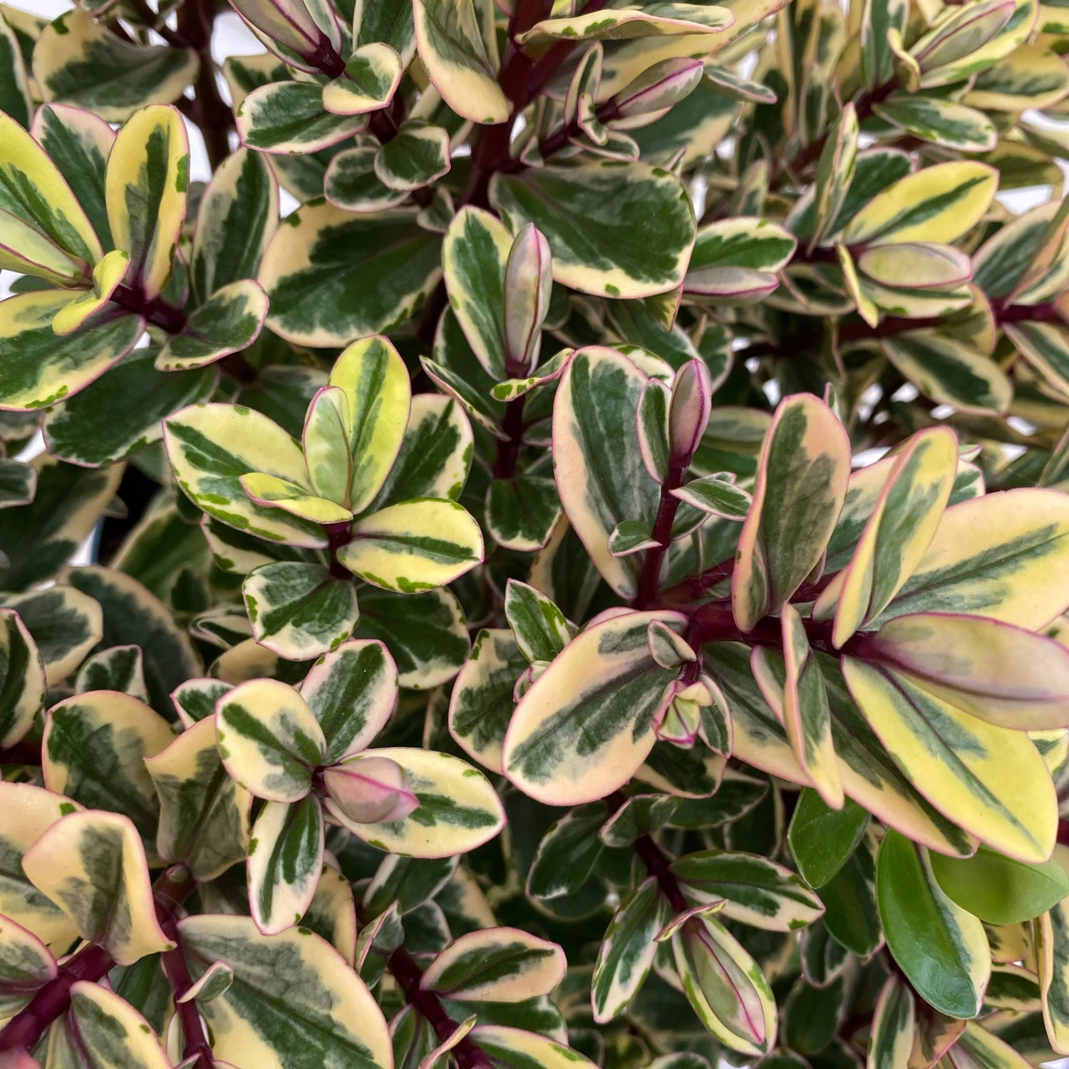 Hebe Buntlaubig, Topf-Ø 15 Cm, 3er-Set 2 Hebe Buntlaubig, Topf-Ø 15 Cm, 3er-Set – Bild 2