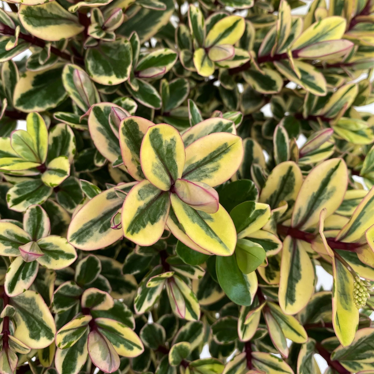 Hebe Buntlaubig, Topf-Ø 15 Cm, 3er-Set 1 Hebe Buntlaubig, Topf-Ø 15 Cm, 3er-Set