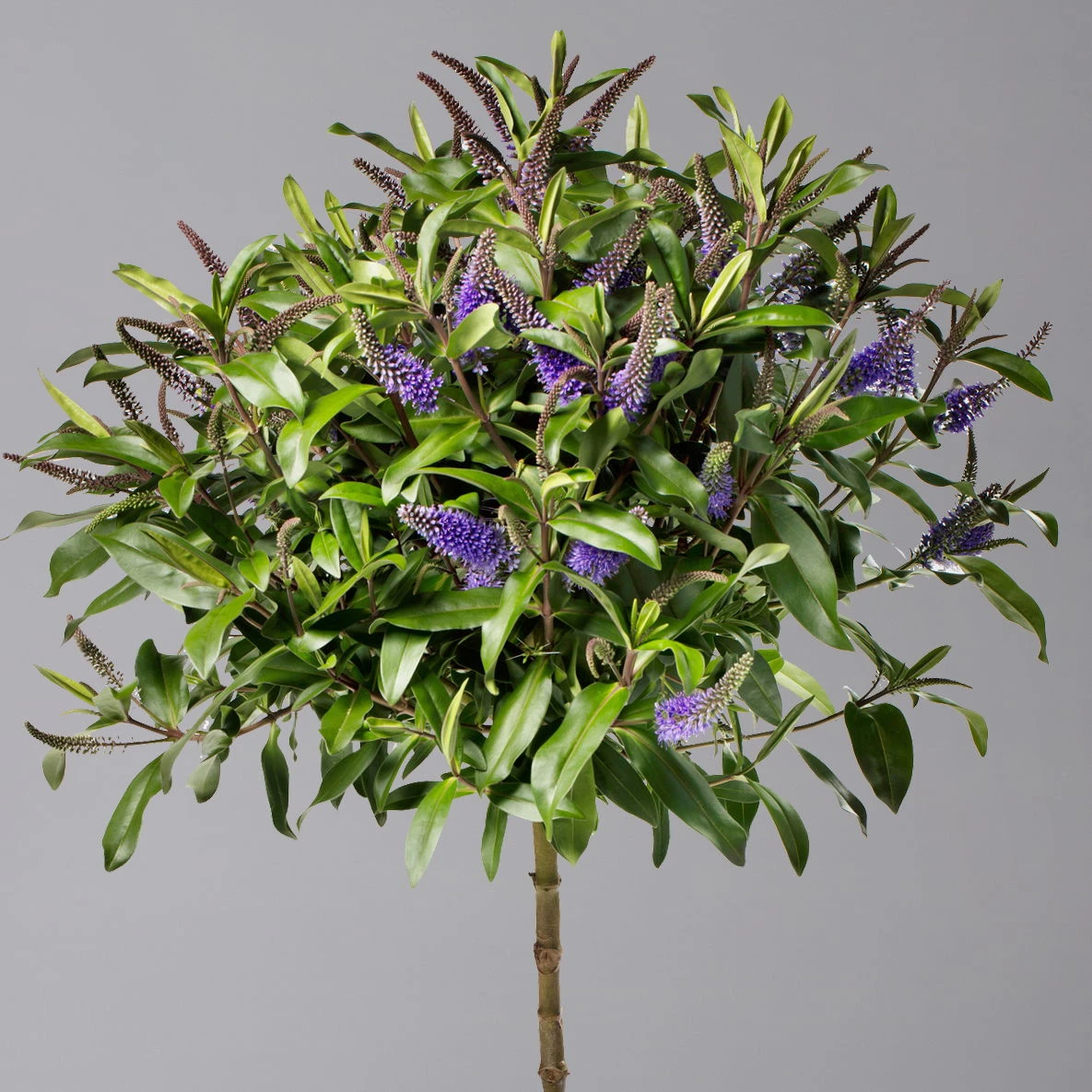 Strauchveronika Granda® Blau, Stämmchen, Topf-Ø 17 Cm, Höhe Ca. 60 Cm 2 Strauchveronika Granda® Blau, Stämmchen, Topf-Ø 17 Cm, Höhe Ca. 60 Cm – Bild 2