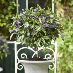 Strauchveronika Granda® Blau, Stämmchen, Topf-Ø 17 Cm, Höhe Ca. 60 Cm 9 Strauchveronika Granda® Blau, Stämmchen, Topf-Ø 17 Cm, Höhe Ca. 60 Cm -Elho || LECHUZA Verkäufe 0690190218 Hebe Granda Stamm T17 blau H60cm ca 35cm 3 126859