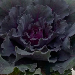 Zierkohl Grün-lila. Glatt, Topf-Ø 12 Cm, 6er-Set -Elho || LECHUZA Verkäufe 0690210034 Brassica oleracea T12 Zierkohl glatt lila 6er Set 3 115253