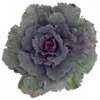 Zierkohl Grün-lila. Glatt, Topf-Ø 12 Cm, 6er-Set