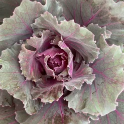 Zierkohl Grün-lila. Glatt, Topf-Ø 12 Cm, 6er-Set -Elho || LECHUZA Verkäufe 0690210034 Brassica oleracea T12 Zierkohl glatt lila 6er Set 5 115255