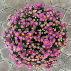 Chrysanthemen Lila, Busch, Topf-Ø 14 Cm, 4er-Set 8 Chrysanthemen Lila, Busch, Topf-Ø 14 Cm, 4er-Set -Elho || LECHUZA Verkäufe 0691140047 Chrysanthemum multiflora Busch T14 purple 4er Set 1 126948