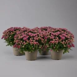 Chrysanthemen Lila, Busch, Topf-Ø 14 Cm, 4er-Set