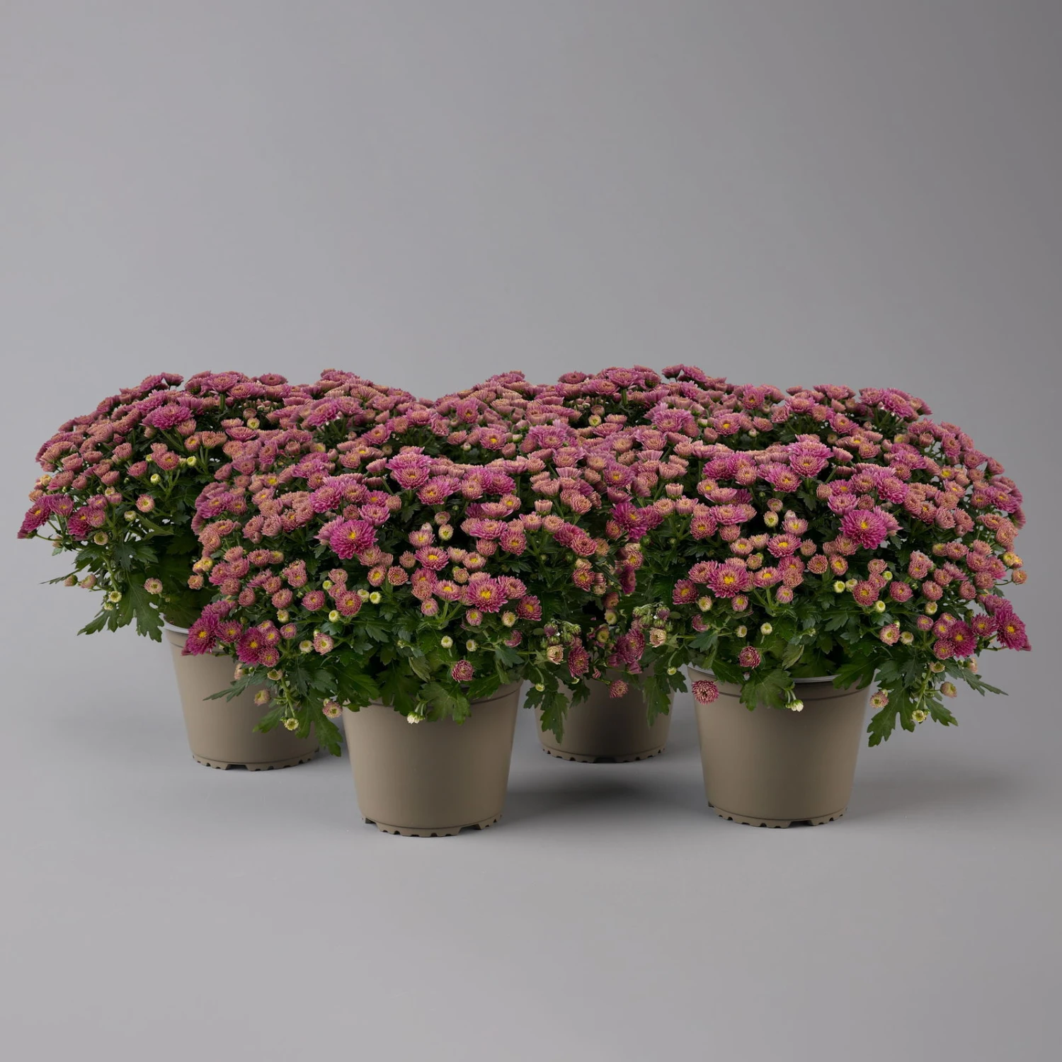 Chrysanthemen Lila, Busch, Topf-Ø 14 Cm, 4er-Set 1 Chrysanthemen Lila, Busch, Topf-Ø 14 Cm, 4er-Set