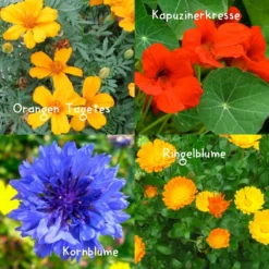 Blumensamen-Set Gourmet Blumen, Essbar, Bienenfreundlich, Dekorativ -Elho || LECHUZA Verkäufe 0710403583 Blumensamen Set Gourmet Blumen 4essbare Sorten mit organ Duenger 5 60480