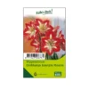Großblumige Amaryllis Minerva Rot/weiß, 1 Blumenzwiebel