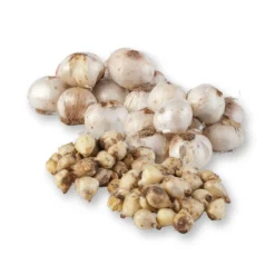 Zierlauchpaket 70 Alliumzwiebeln -Elho || LECHUZA Verkäufe 0720800124 koelles beste allium kollektion zierlauch verschiedene sorten 70stueck gesamt 2673