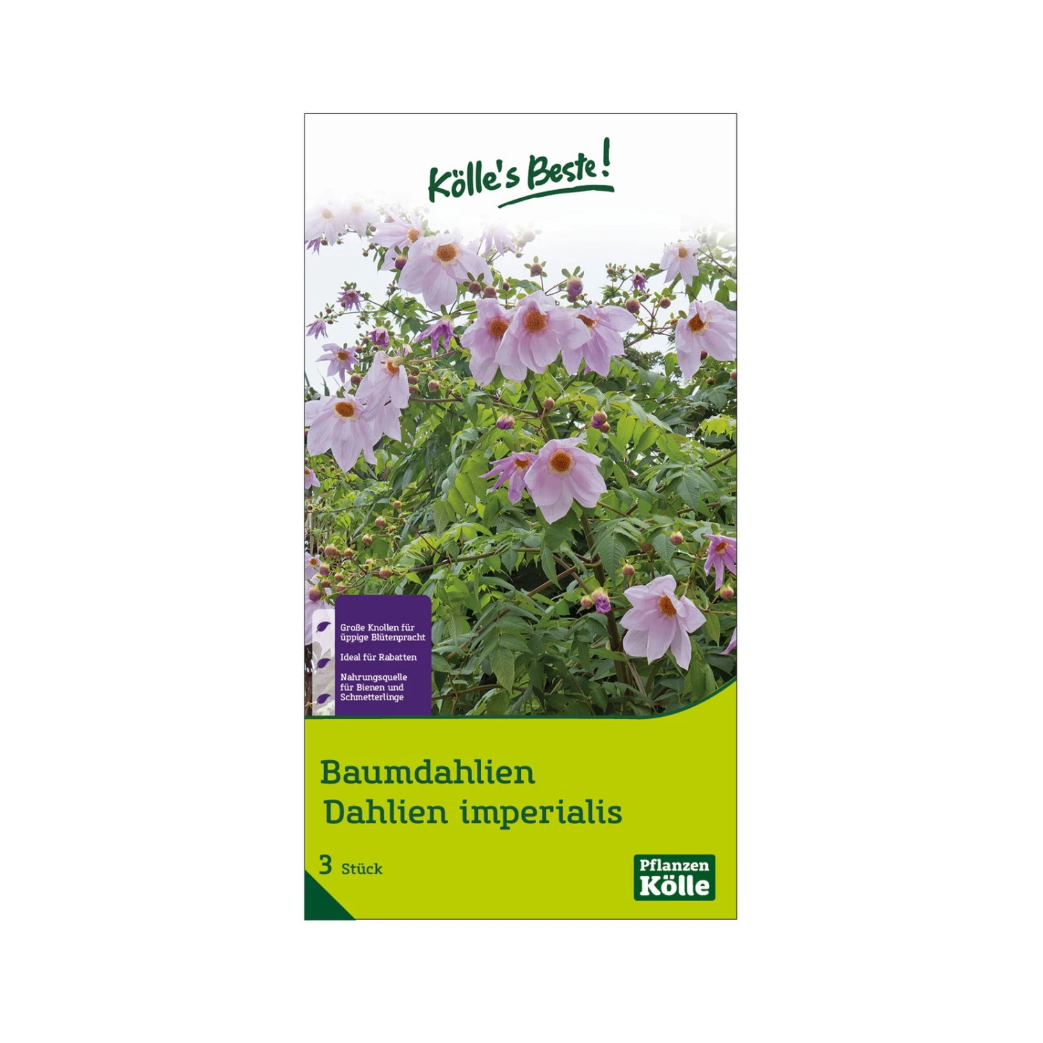 Kölle's Beste Baumdahlie 'Imperialis' Rosa, Größe 1, 3 Blumenknollen 1 Kölle's Beste Baumdahlie 'Imperialis' Rosa, Größe 1, 3 Blumenknollen