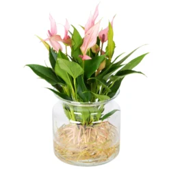 Anthurie 'Water Roots' Rosa, Sorte 'Lilli', In Glasvase 12cm Ø, Ohne Erde 7 Anthurie 'Water Roots' Rosa, Sorte 'Lilli', In Glasvase 12cm Ø, Ohne Erde -Elho || LECHUZA Verkäufe 1530102418 Anthurie Lilli rosa in Glasvase ohne Erde 1 86435