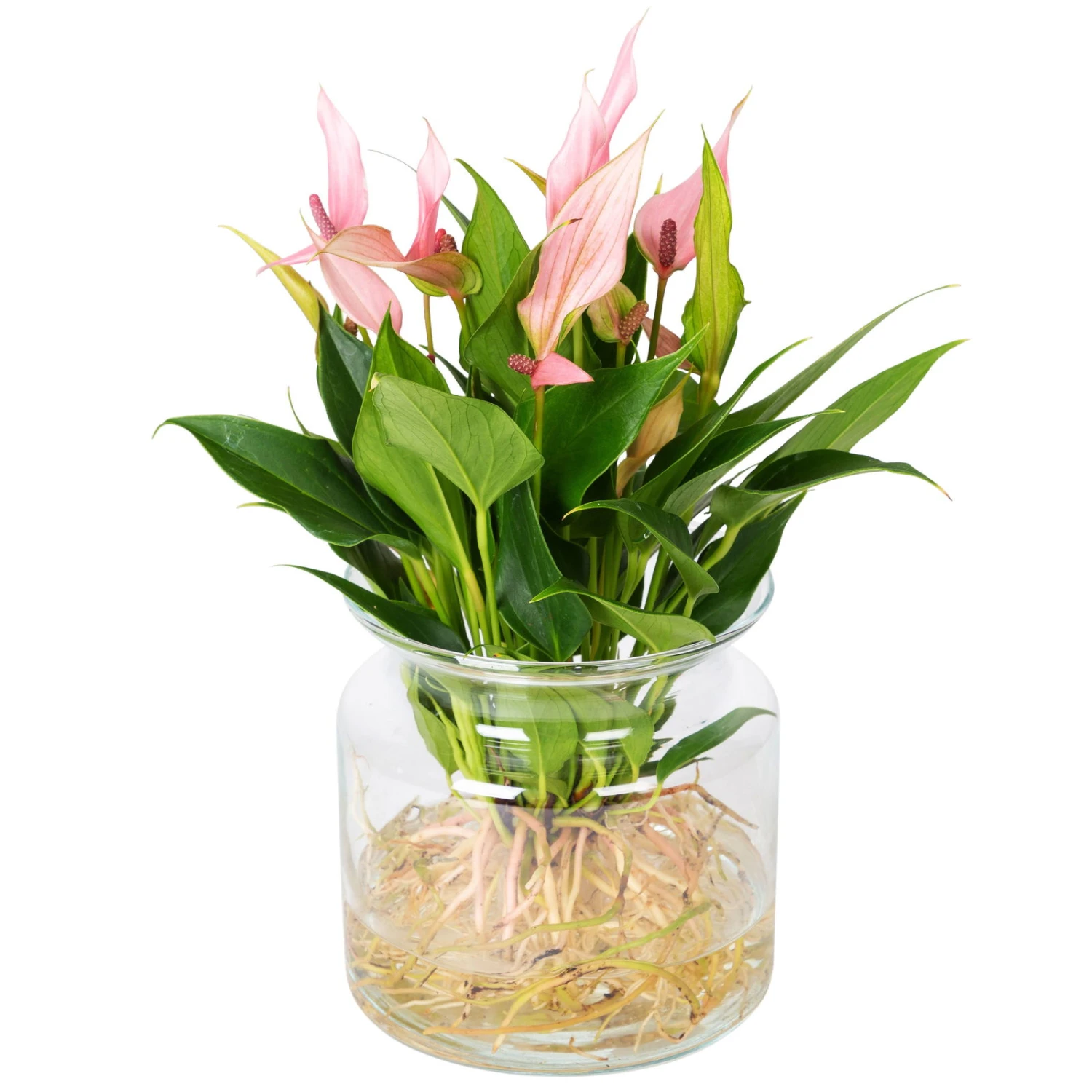 Anthurie 'Water Roots' Rosa, Sorte 'Lilli', In Glasvase 12cm Ø, Ohne Erde 3 Anthurie 'Water Roots' Rosa, Sorte 'Lilli', In Glasvase 12cm Ø, Ohne Erde – Bild 3