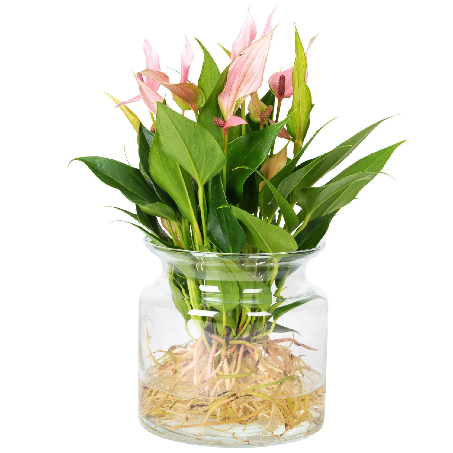 Anthurie 'Water Roots' Rosa, Sorte 'Lilli', In Glasvase 12cm Ø, Ohne Erde 2 Anthurie 'Water Roots' Rosa, Sorte 'Lilli', In Glasvase 12cm Ø, Ohne Erde – Bild 2