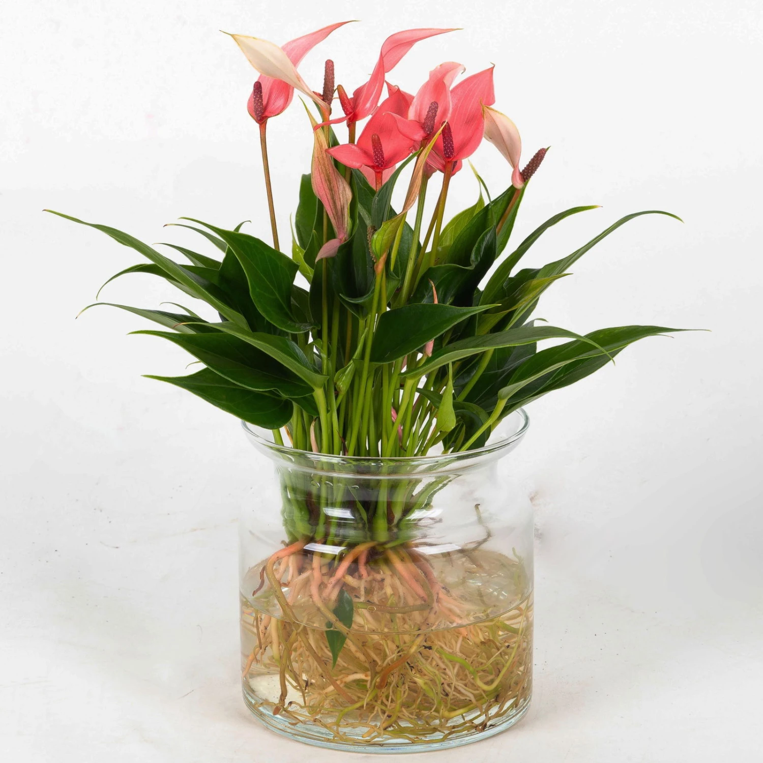 Anthurie 'Water Roots' Rosa, Sorte 'Lilli', In Glasvase 12cm Ø, Ohne Erde 1 Anthurie 'Water Roots' Rosa, Sorte 'Lilli', In Glasvase 12cm Ø, Ohne Erde