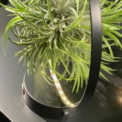 Tillandsie In Rundem Metallgestell, Schwarz, Mit LED-Beleuchtung, 17cm Ø -Elho || LECHUZA Verkäufe 1530150099 Tillandsie im Metallring beleuchtet 4 116945