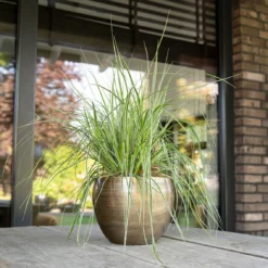 Pflanzgefäß 'Rowen', Gold, Ø 19 X H 13 Cm 5 Pflanzgefäß 'Rowen', Gold, Ø 19 X H 13 Cm -Elho || LECHUZA Verkäufe 3210801608 Pflanzgefaess Rowen gold 1 114972