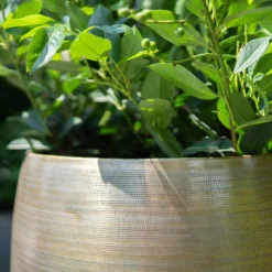 Pflanzgefäß 'Rowen', Gold, Ø 50 X H 47 Cm -Elho || LECHUZA Verkäufe 3210801623 Pflanzgefaess Rowen gold D 50 x H 47 cm 2 114994