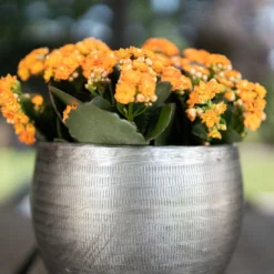 Pflanzgefäß 'Rowen', Silber, Ø 31 X H 28 Cm -Elho || LECHUZA Verkäufe 3210801625 Pflanzgefaess Rowen silber D 31 x H 28 cm 4 115008