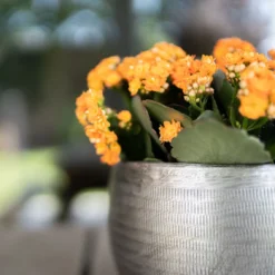 Pflanzgefäß 'Rowen', Silber, Ø 31 X H 28 Cm -Elho || LECHUZA Verkäufe 3210801625 Pflanzgefaess Rowen silber D 31 x H 28 cm 5 115009