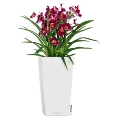 LECHUZA Cubico Premium 30, Weiß Hochglanz, All-in-One-Set , 30x30, H:56 Cm -Elho || LECHUZA Verkäufe 3325100114 CubicoPremium22 weiss All in One Set 22x22x41cm RGB 2 7572