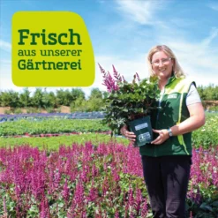 Herbst-Anemone Rosa, 3 Liter Topf -Elho || LECHUZA Verkäufe frau setz eigenproduktion